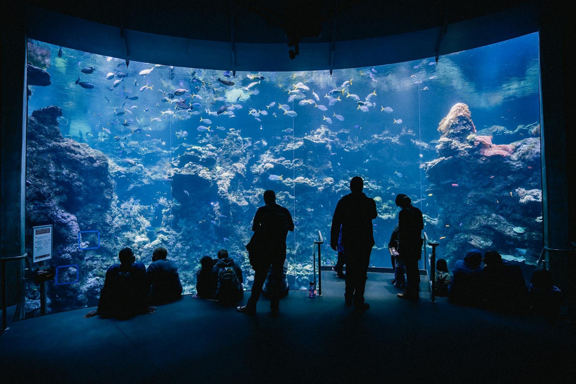Visitantes observando el gran tanque de peces en el Acuario de Estambul en Florya.