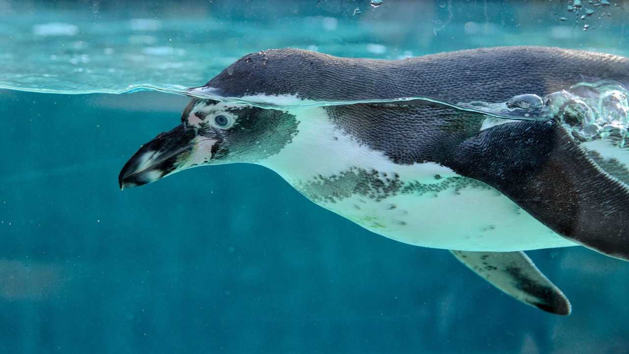 Pingüino nadando bajo el agua en su hábitat dentro del acuario.