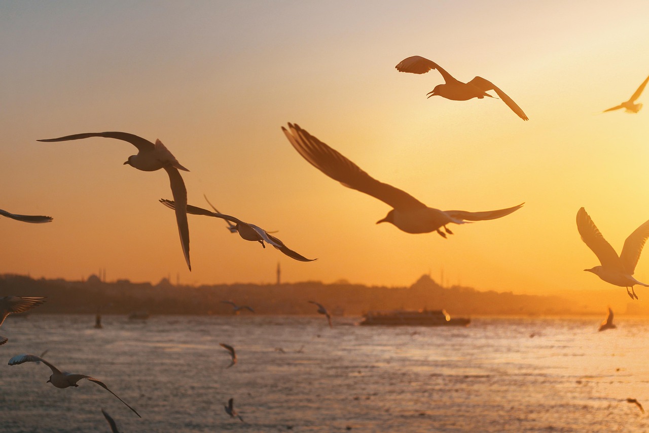 Gaviotas volando sobre el Bósforo durante un atardecer dorado en la costa de Salacak.